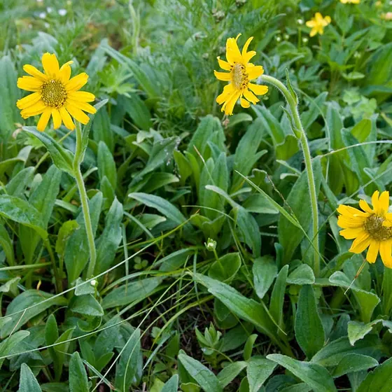 Arnica
