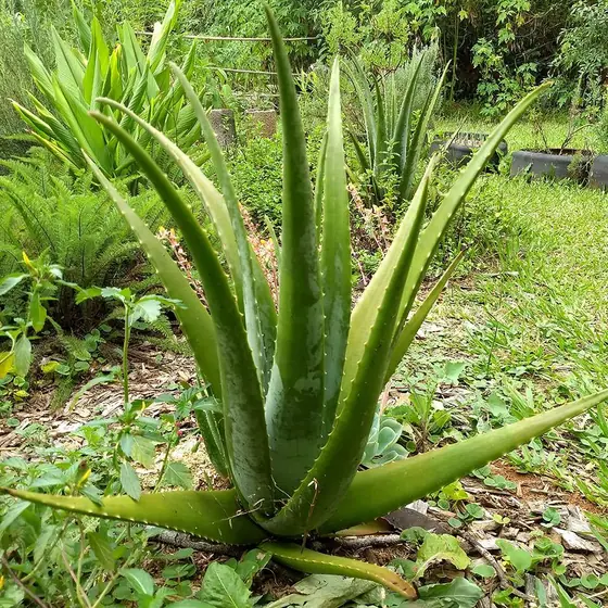 Babosa