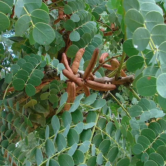 Barbatimão