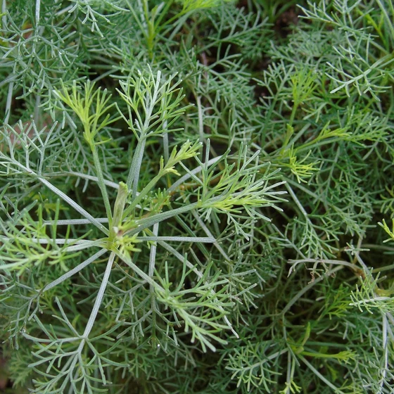 Cânfora