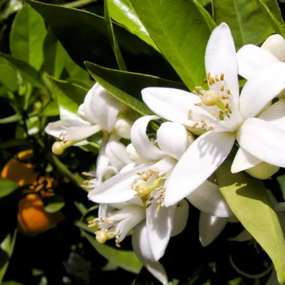 Flor de laranjeira