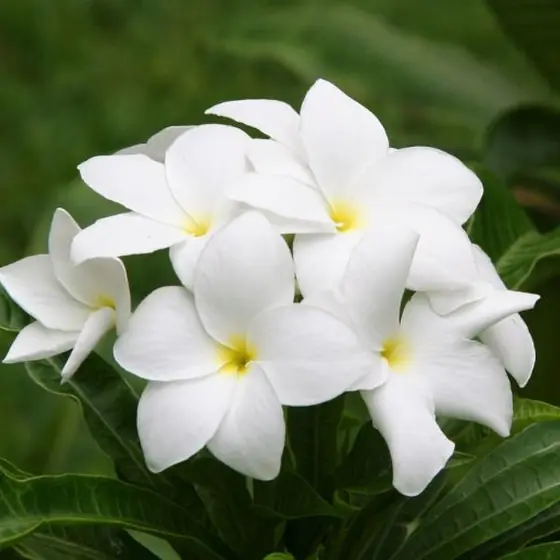 Jasmim