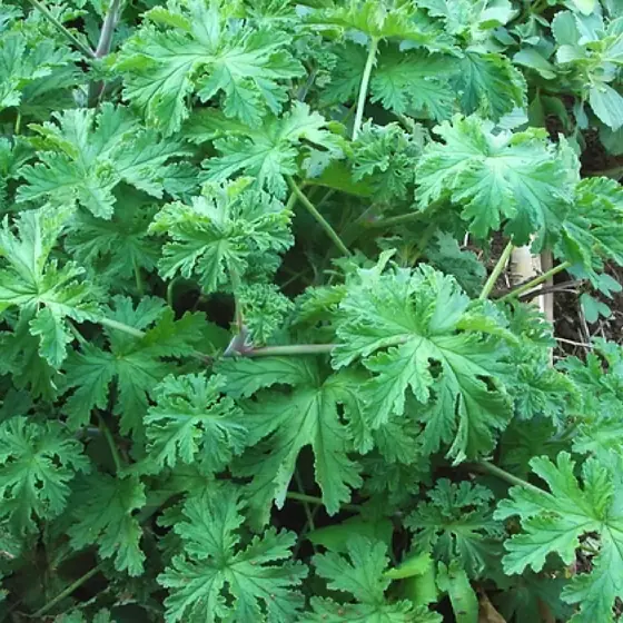 Malva