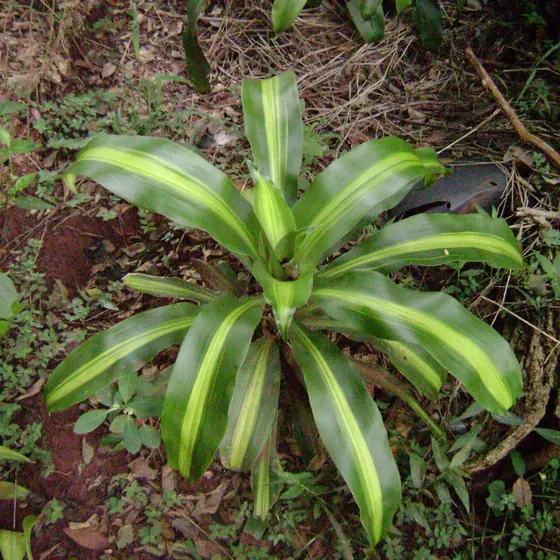 Peregum
