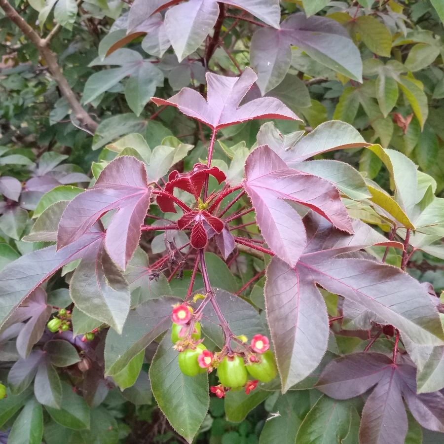 Pinhão-roxo