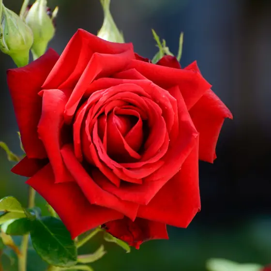 Rosa vermelha